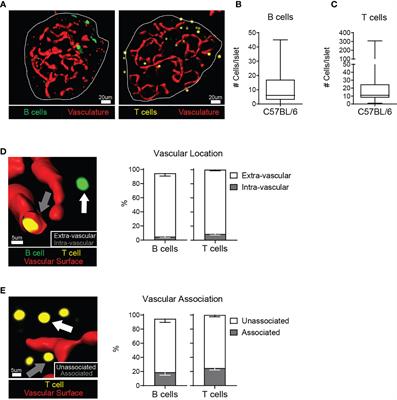 Islet Lymphocytes Maintain a Stable Regulatory Phenotype Under Homeostatic Conditions and Metabolic Stress